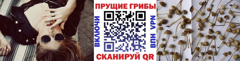 Купить где  Новокузнецк  Галлюциногенные грибы мицелий 